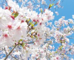 サクラの花の意味は人それぞれ 　　痛みの意味もも人それぞれ