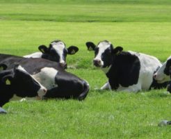 糖尿病予防に効果的！