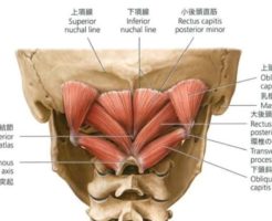 目と繋がりのある筋肉