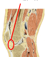 膝蓋下脂肪体を動かしてみよう！