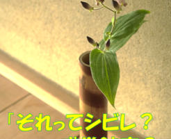 「それってシビレ？感覚鈍麻？」