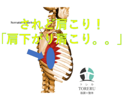 されど肩こり！「肩下がり肩こり。。」