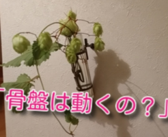 骨盤は動くの？