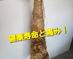 健康寿命と痛み！