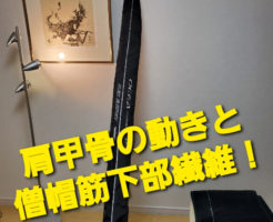 肩甲骨の動きと僧帽筋下部繊維！