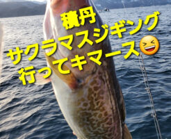 積丹サクラマスジギング行ってキマース