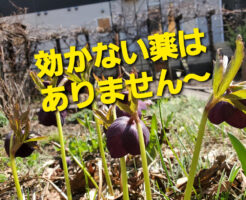 効かない薬はありません〜