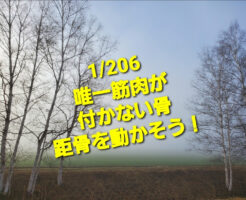 1/206 唯一筋肉が付かない骨。距骨を動かそう！
